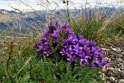 72 Anche in vetta al Barbesino tra l'erba fioriture di gentiana anisodonta-ramosa 